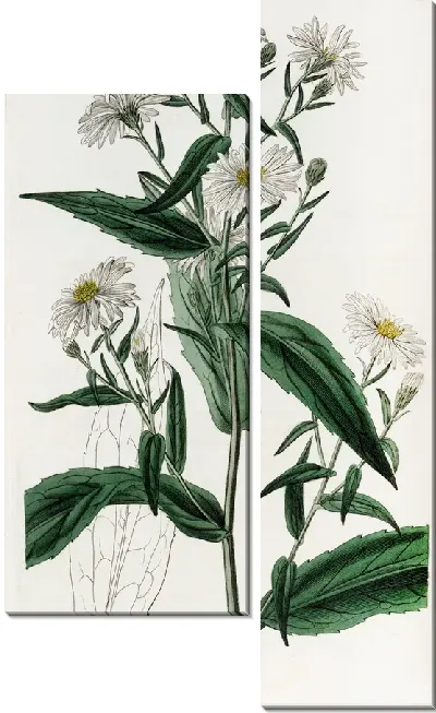Картина Чисто-белая Высокая Астра (1815-1819)