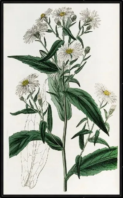 Картина Чисто-белая Высокая Астра (1815-1819)