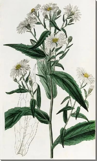 Картина Чисто-белая Высокая Астра (1815-1819)
