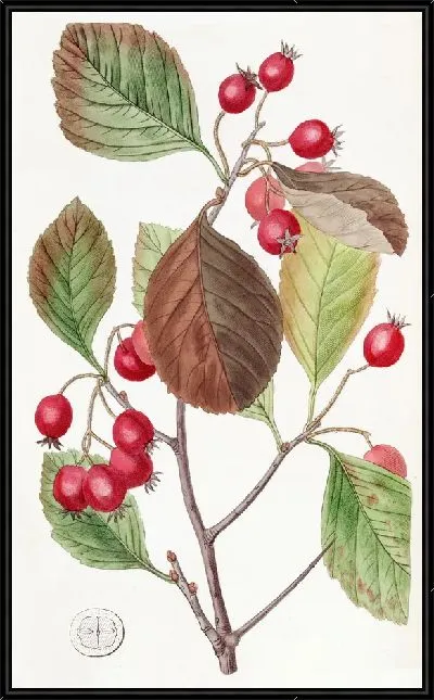 Картина Шиповолистный (1815-1819)