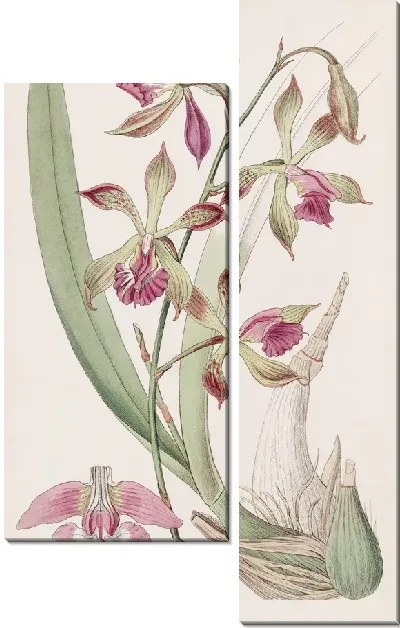 Картина Эпидендрум с косичками (1815-1819)