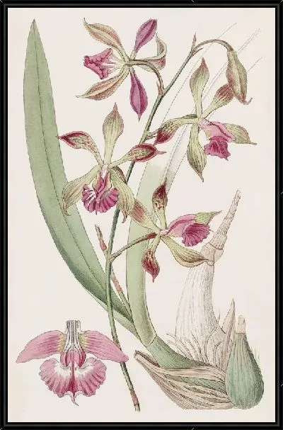 Картина Эпидендрум с косичками (1815-1819)