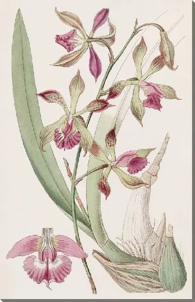 Картина Эпидендрум с косичками (1815-1819)