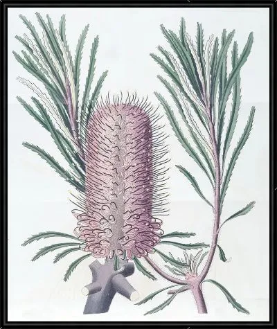 Картина Береговая Банксия (1815-1819)