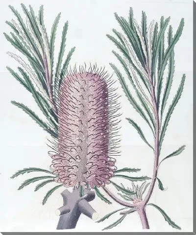 Картина Береговая Банксия (1815-1819)