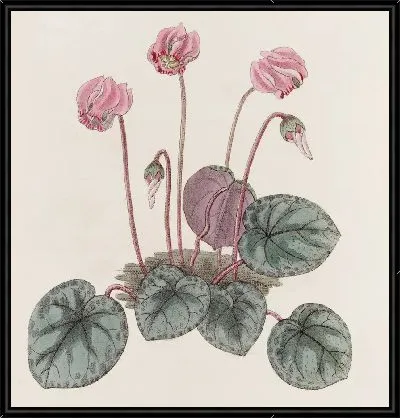 Картина Береговой циклмен (1815-1819)