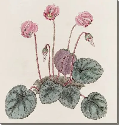 Картина Береговой циклмен (1815-1819)