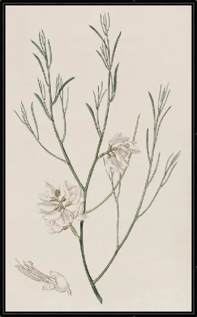 Картина Гениста односемянная (1815-1819)