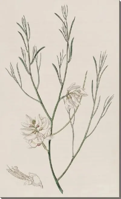Картина Гениста односемянная (1815-1819)
