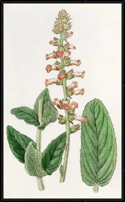 Картина Геснера с подвижными листьями (1815-1819)