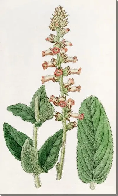 Картина Геснера с подвижными листьями (1815-1819)