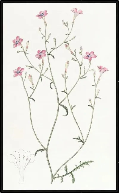 Картина Гилия тонкоцветковая (1815-1819)