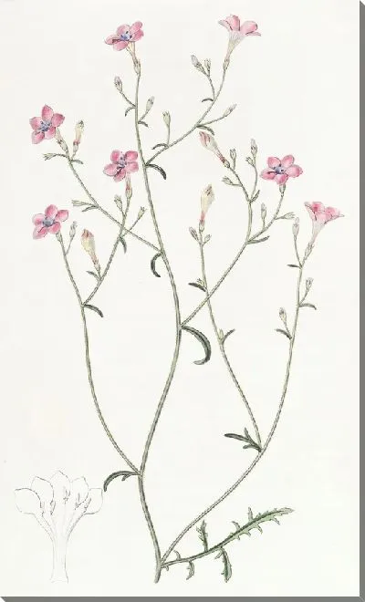 Картина Гилия тонкоцветковая (1815-1819)