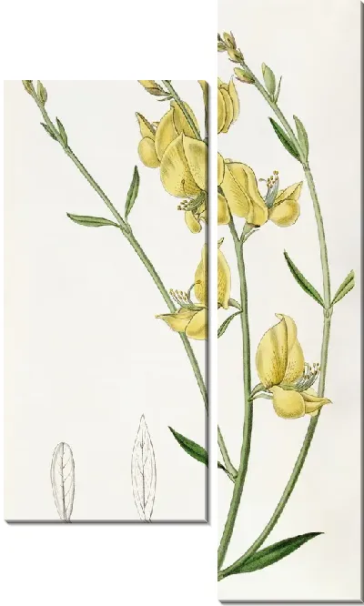 Картина Испанская метла с тонкими листьями (1815-1819 гг.)