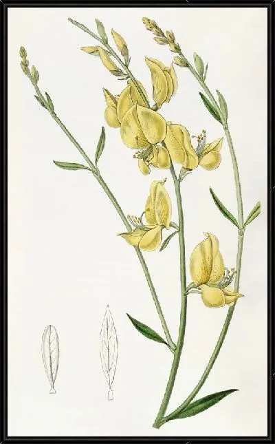 Картина Испанская метла с тонкими листьями (1815-1819 гг.)