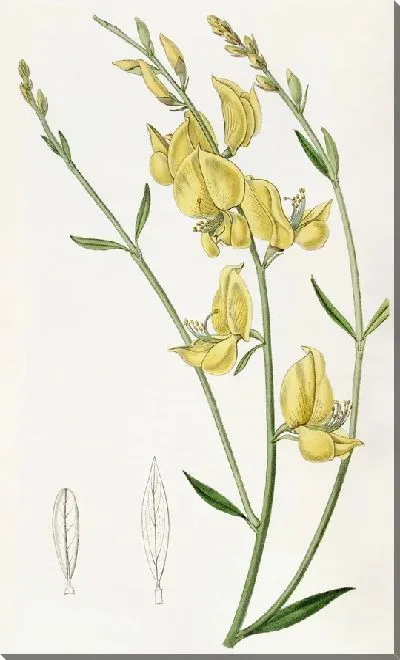 Картина Испанская метла с тонкими листьями (1815-1819 гг.)