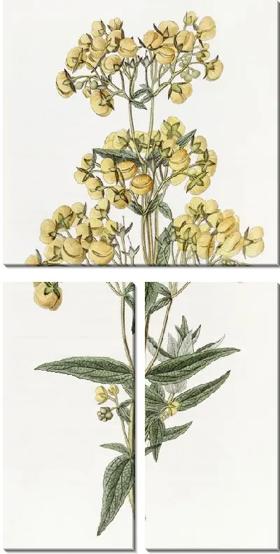 Картина Кальцеолярия сидячелистная (1815-1819)