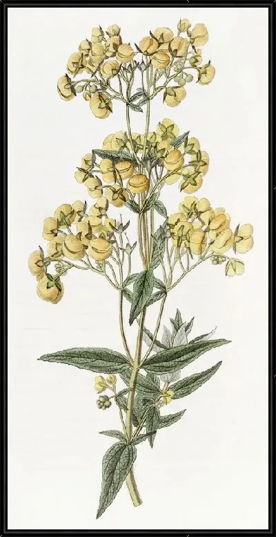 Картина Кальцеолярия сидячелистная (1815-1819)
