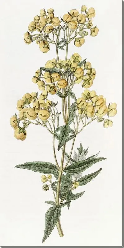 Картина Кальцеолярия сидячелистная (1815-1819)