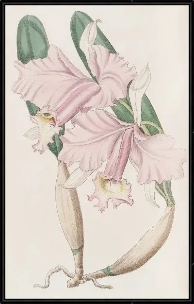 Картина Каттлея сэра Чарльза Лемона (1815-1819)