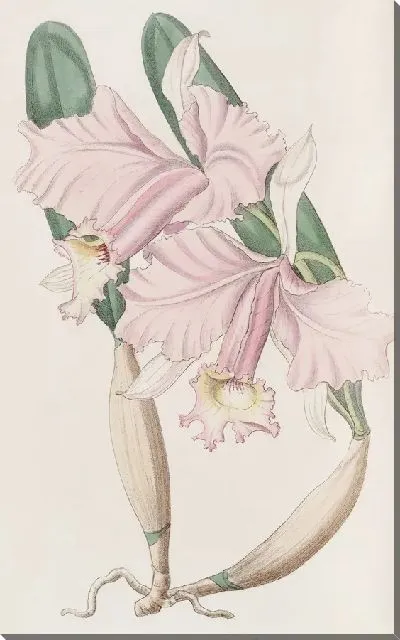 Картина Каттлея сэра Чарльза Лемона (1815-1819)