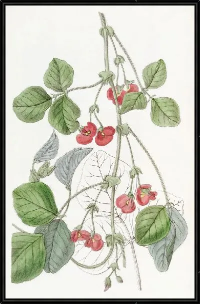 Картина Кеннедия сэра Джеймса Стирлинга (1815-1819)