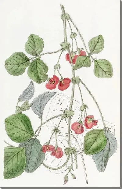 Картина Кеннедия сэра Джеймса Стирлинга (1815-1819)