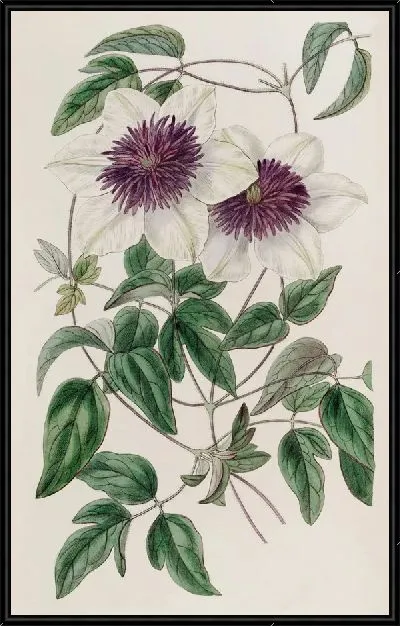 Картина Клематис Зибольда (1815-1819)