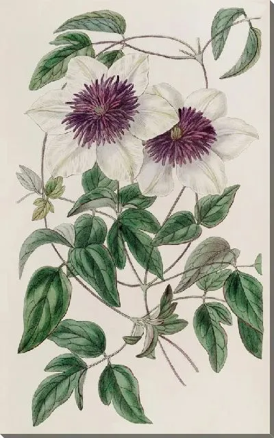 Картина Клематис Зибольда (1815-1819)