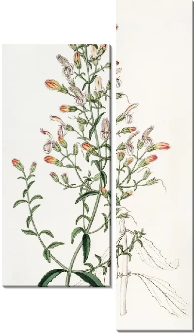 Картина Короткоцветовый пенстемон (1815-1819)