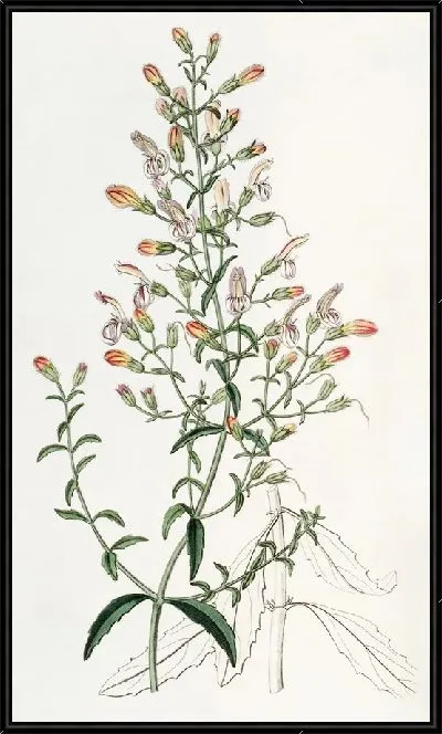 Картина Короткоцветовый пенстемон (1815-1819)