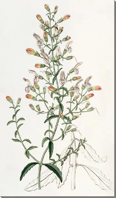 Картина Короткоцветовый пенстемон (1815-1819)