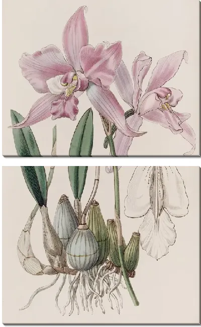 Картина Лелия с паршивым стеблем (1815-1819)