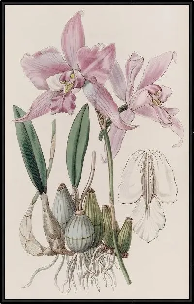 Картина Лелия с паршивым стеблем (1815-1819)