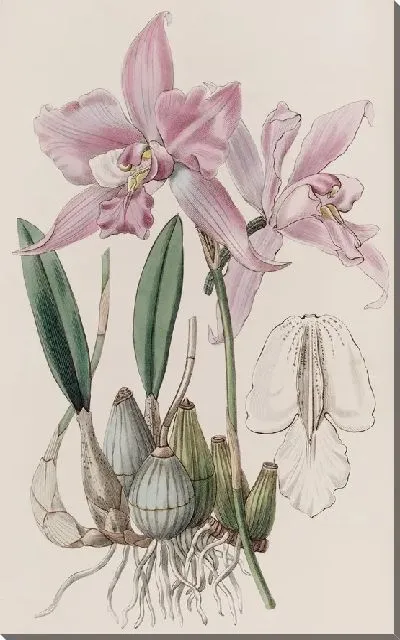 Картина Лелия с паршивым стеблем (1815-1819)