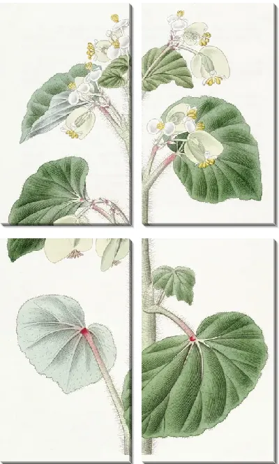 Картина Лохматая бегония (1815-1819)