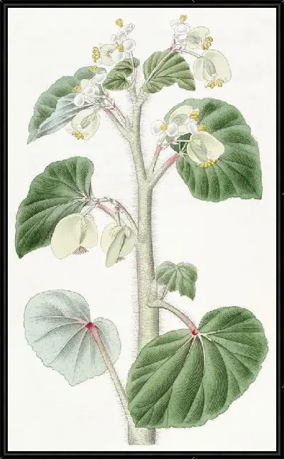 Картина Лохматая бегония (1815-1819)