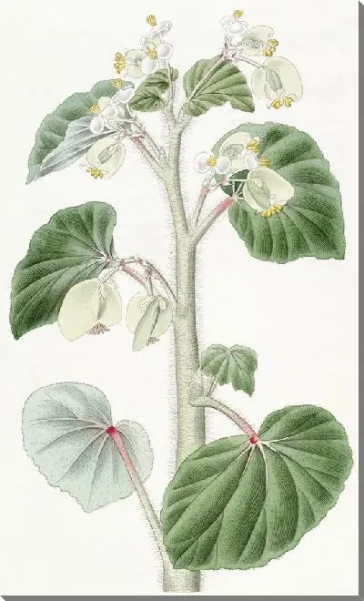 Картина Лохматая бегония (1815-1819)