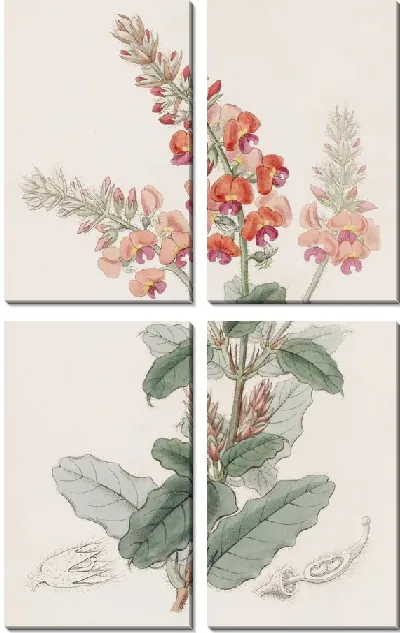 Картина Лохматый Гастролоб (1815-1819)
