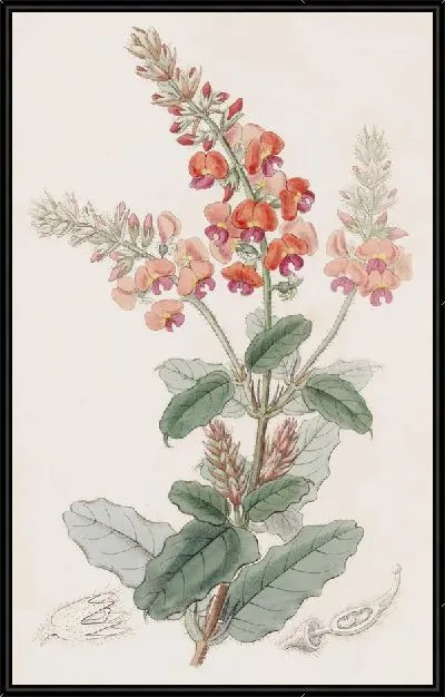 Картина Лохматый Гастролоб (1815-1819)