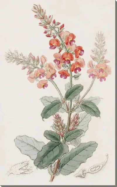 Картина Лохматый Гастролоб (1815-1819)