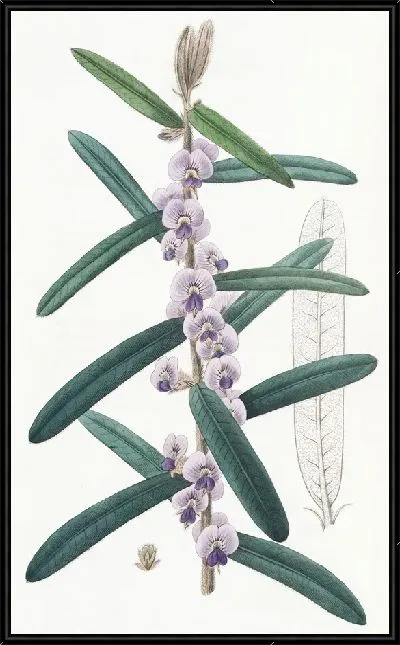 Картина Лохматый Ховеа (1815-1819)