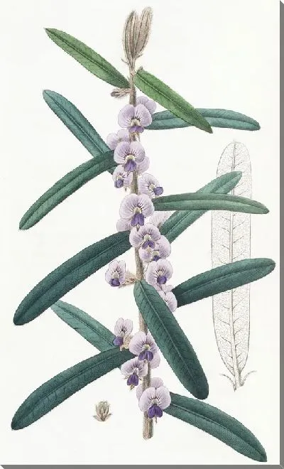 Картина Лохматый Ховеа (1815-1819)