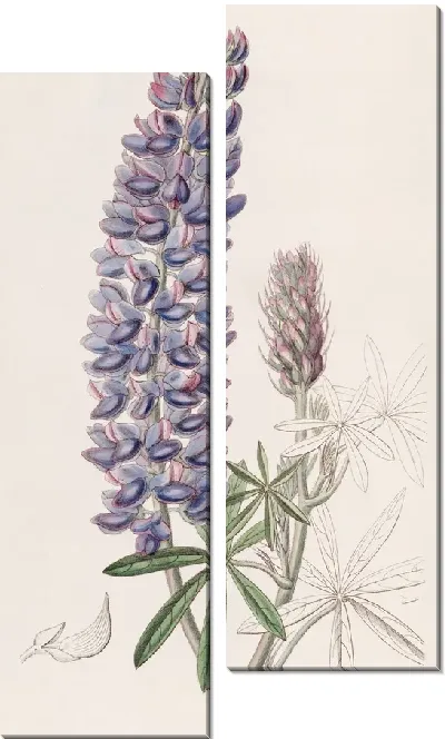 Картина Люпин тонкоплодный (1815-1819)