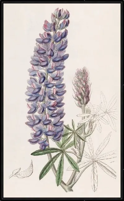 Картина Люпин тонкоплодный (1815-1819)