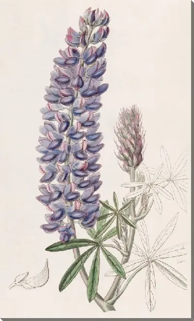Картина Люпин тонкоплодный (1815-1819)