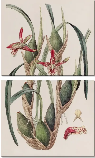 Картина Максиллярия тонколистная (1815-1819)