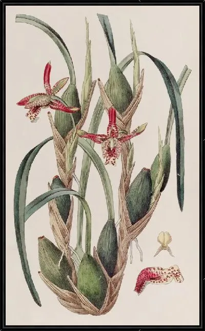 Картина Максиллярия тонколистная (1815-1819)