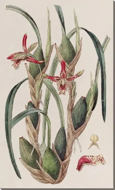 Картина Максиллярия тонколистная (1815-1819)