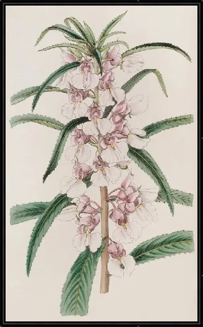 Картина Маленький розовый бальзам (1815-1819)